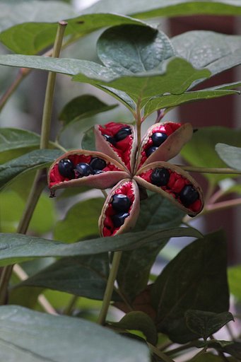 芍薬の実が咲きました
