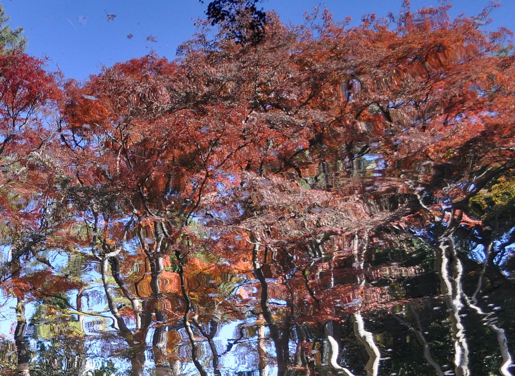 国分寺駅前の紅葉