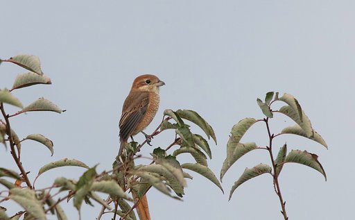 モズ♀