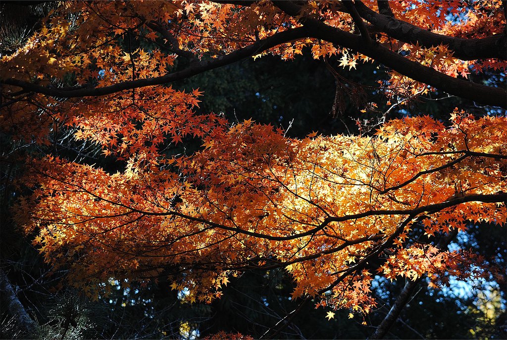 【街角(外れ)スナップ】　逆光で紅葉