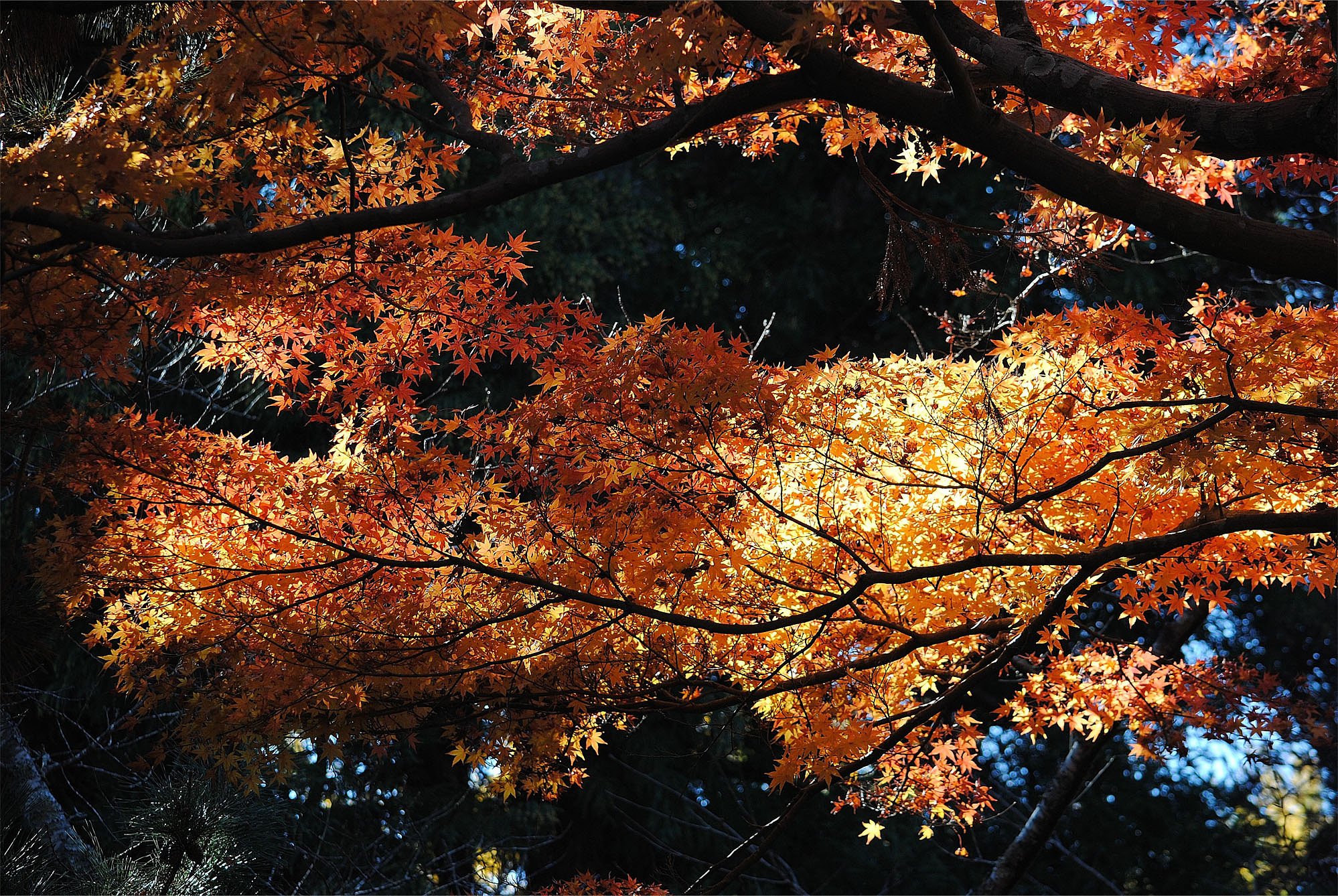 【街角(外れ)スナップ】　逆光で紅葉