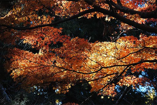 【街角(外れ)スナップ】　逆光で紅葉