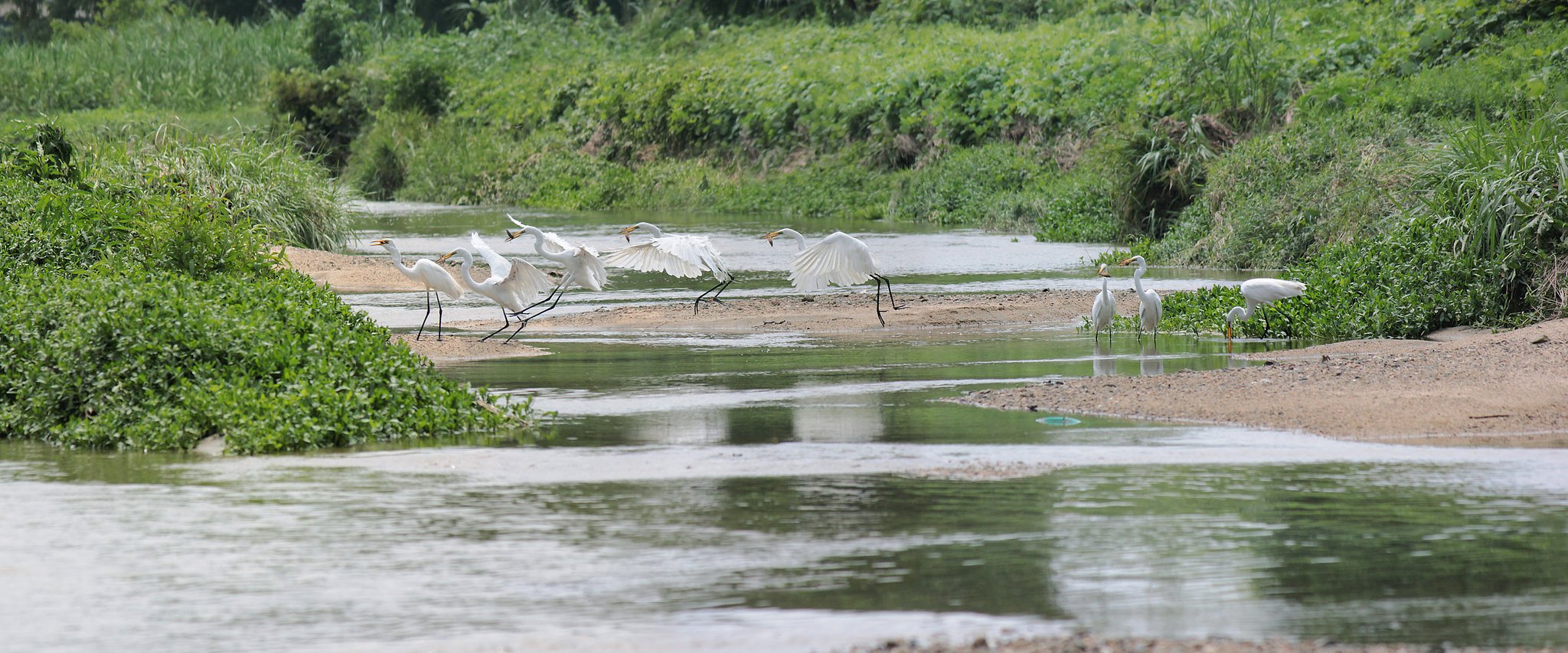 ザリガニ捕り（八枚綴り）