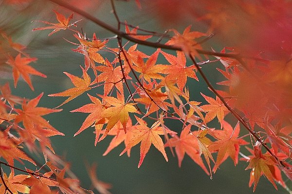紅葉