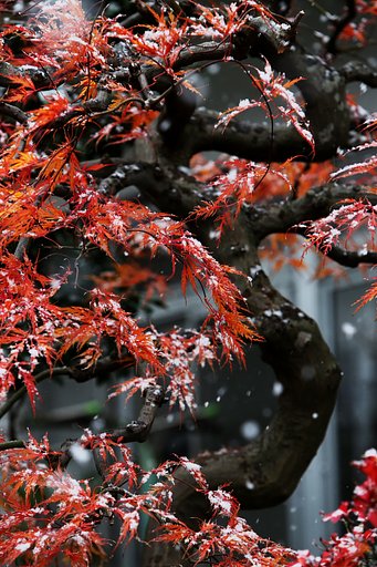 雪紅葉