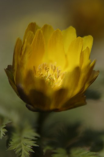 フクジュソウ