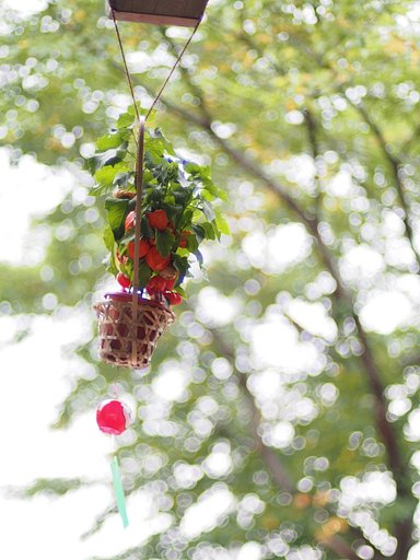風が奏でる夏の調べ