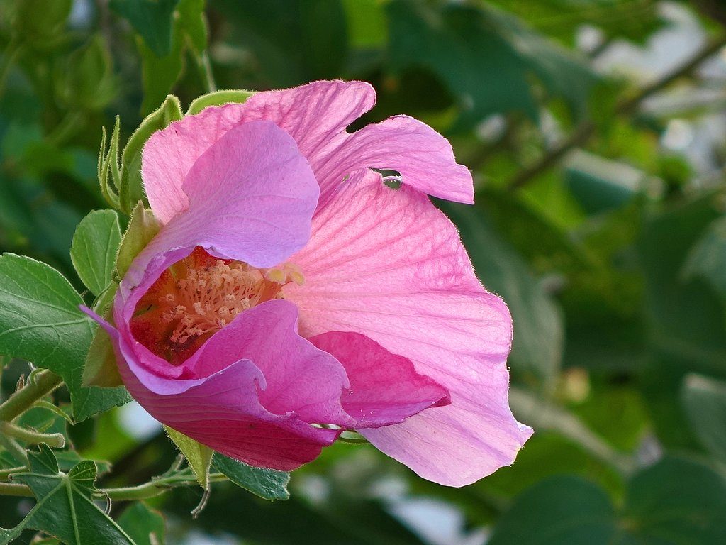 槿？芙蓉？