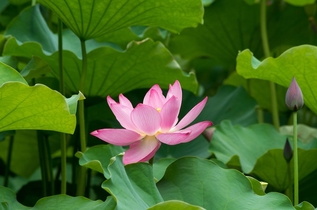 蓮池