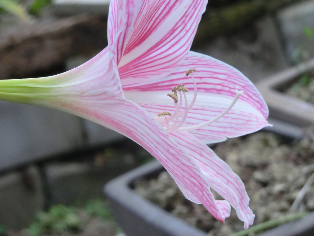 この花の名前を教えてください。
