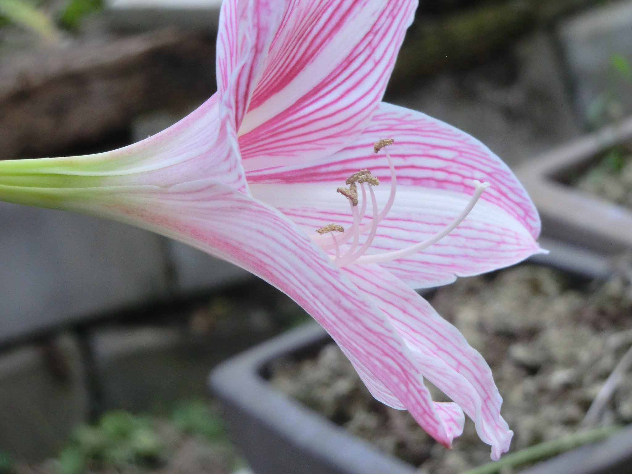 この花の名前を教えてください。