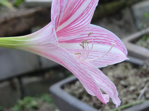 この花の名前を教えてください。