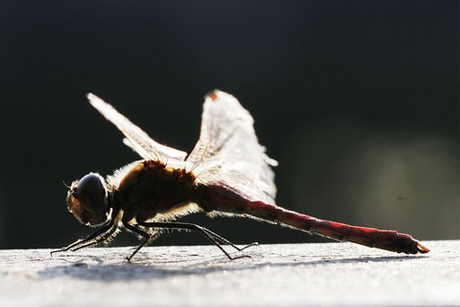 体毛