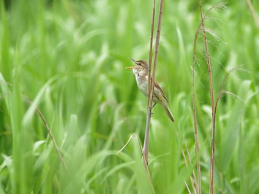 草原にて高らかに