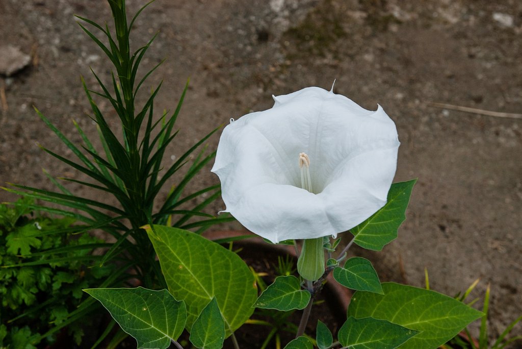 ケチョウセンアサガオが咲きはじめました。