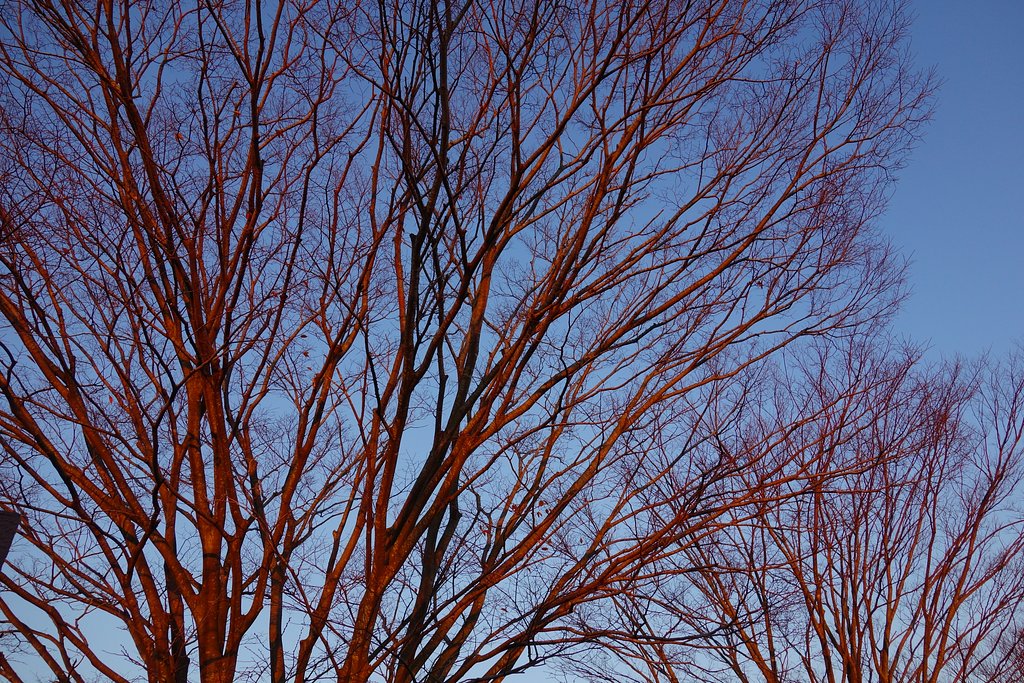 夕陽に染まる枯れ木