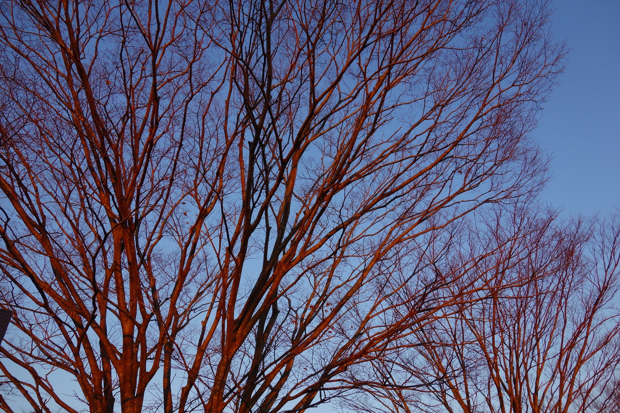 夕陽に染まる枯れ木