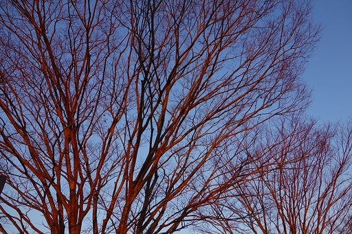 夕陽に染まる枯れ木