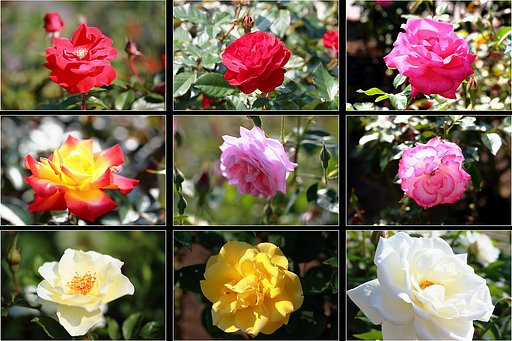 秋の薔薇