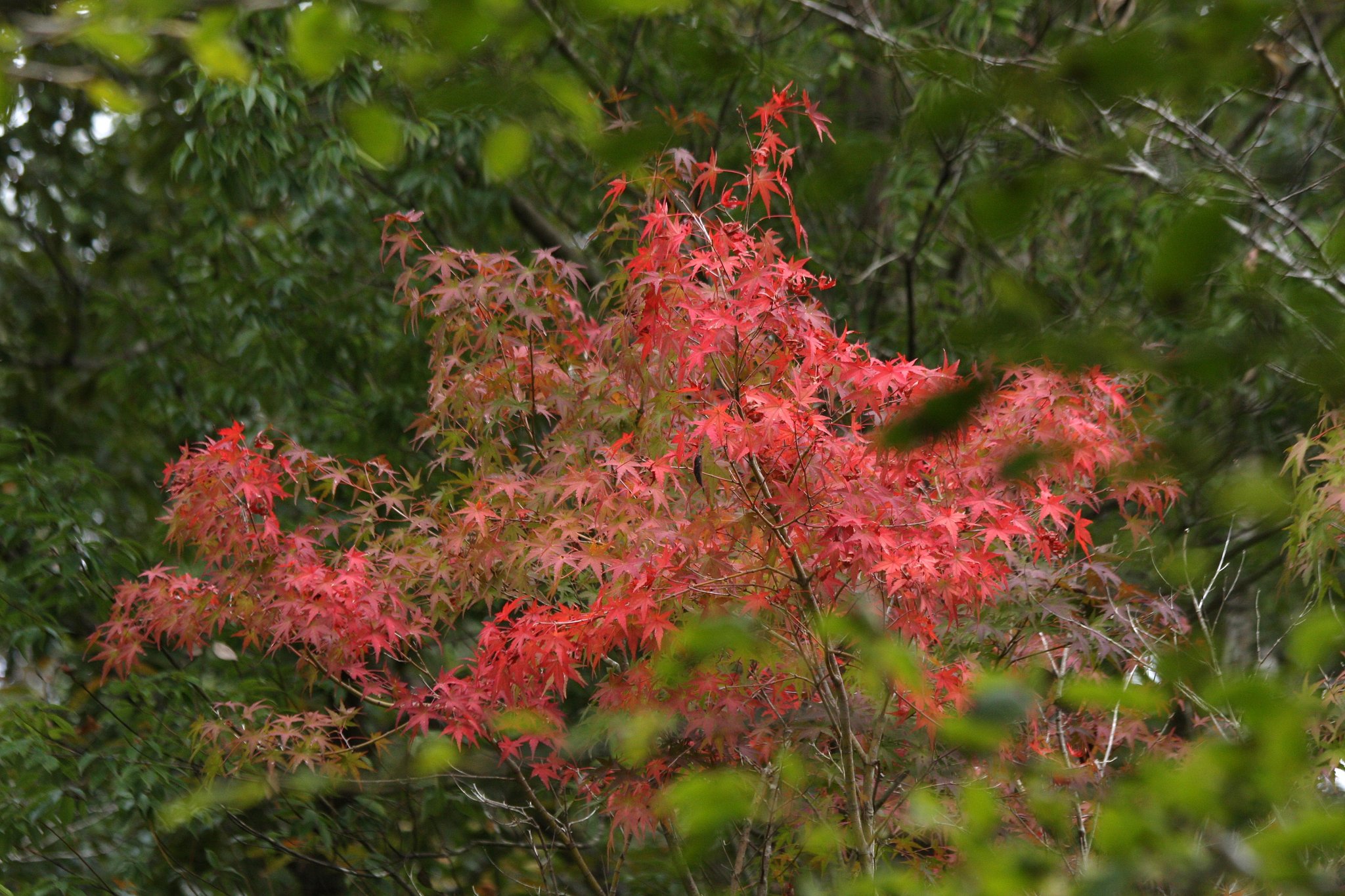 樹間の紅葉