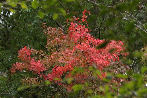 樹間の紅葉