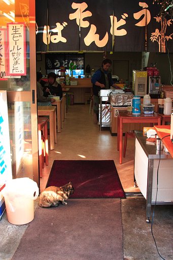 猫