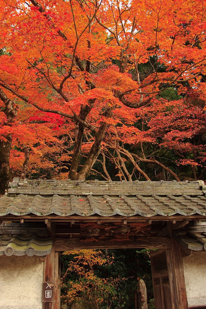 紅葉２