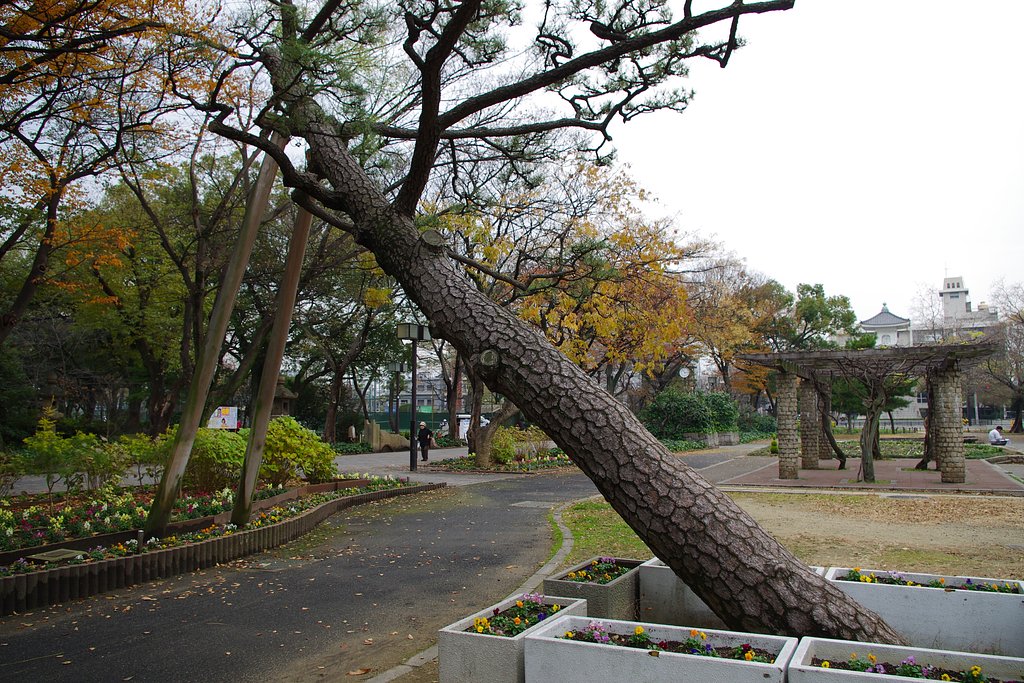 公園の松の木