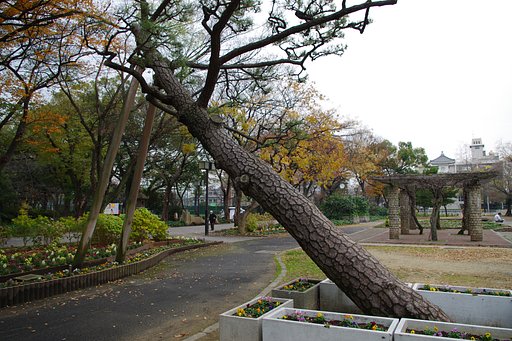 公園の松の木