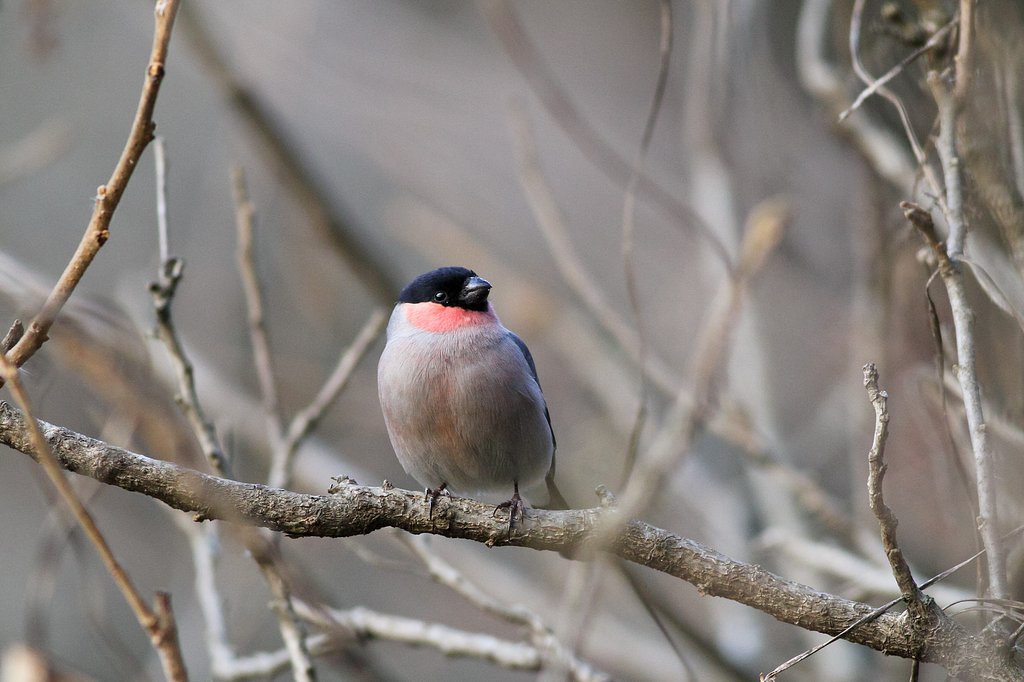 ウソ♂