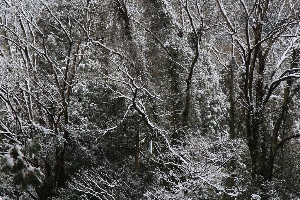 初雪