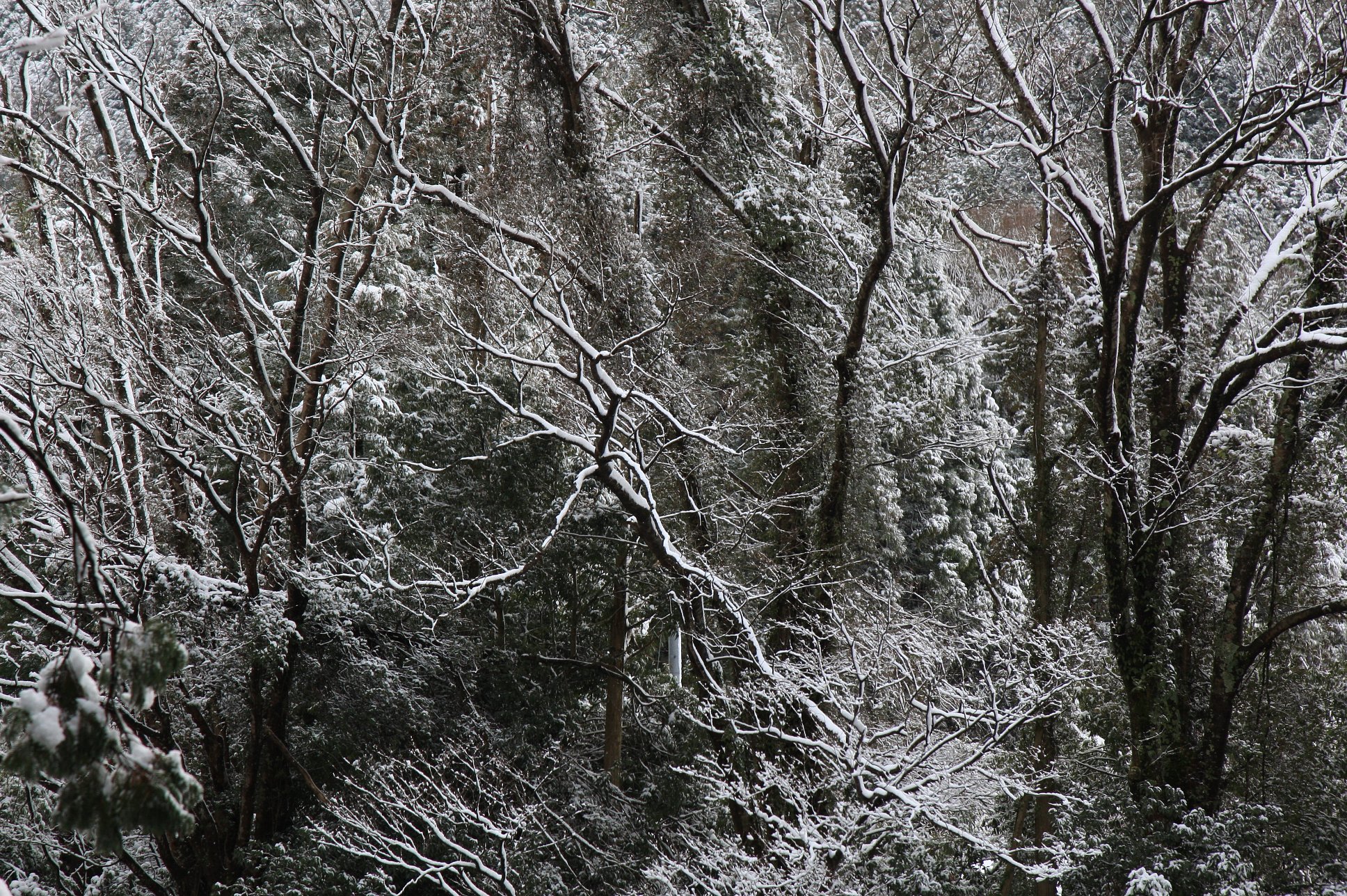 初雪