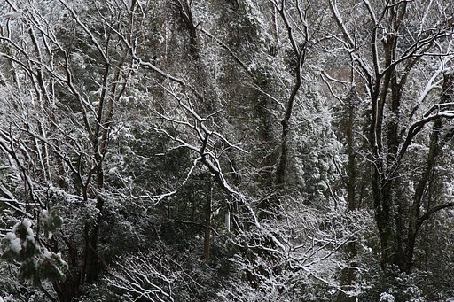 初雪