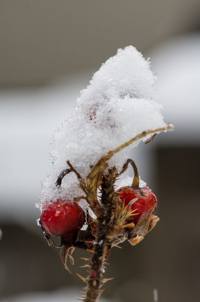 ハマナスに雪が。