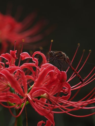 花になる2