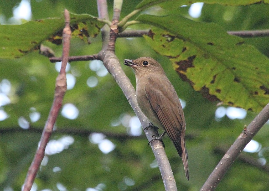 オオルリ♀