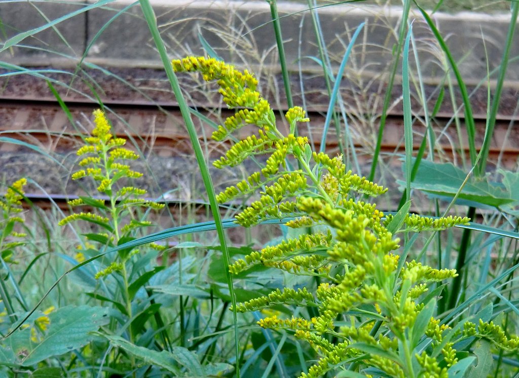 背高泡立草