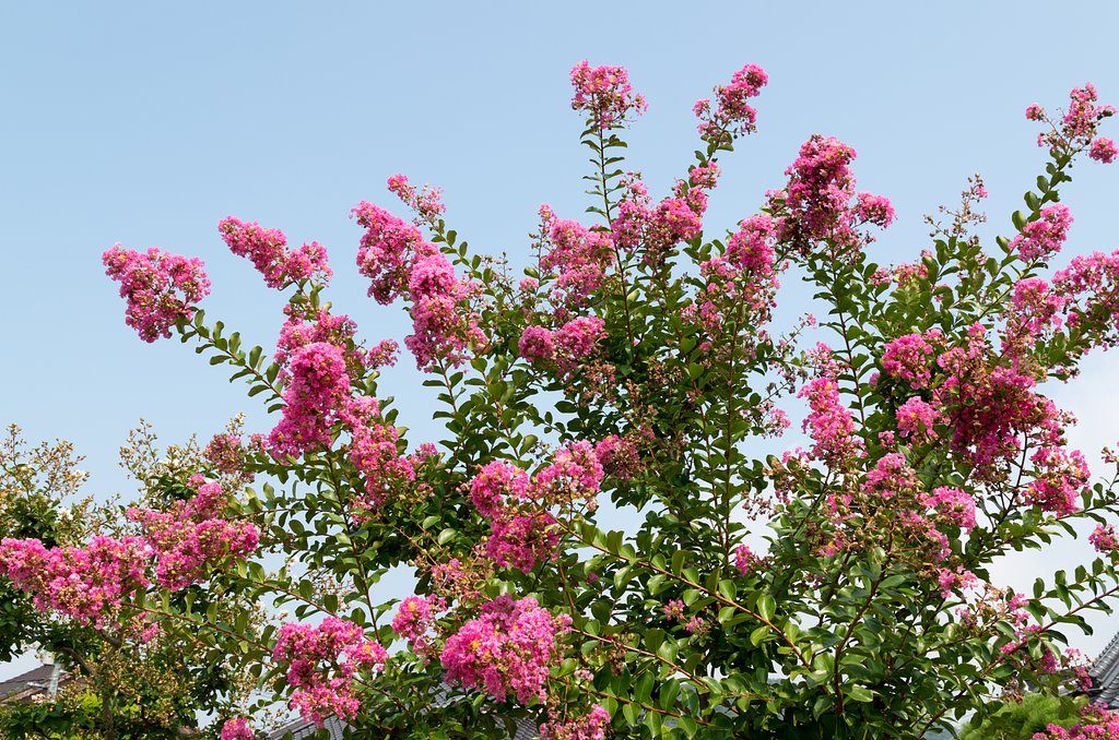夏の空
