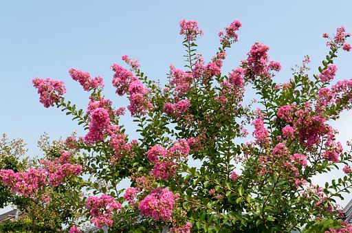夏の空