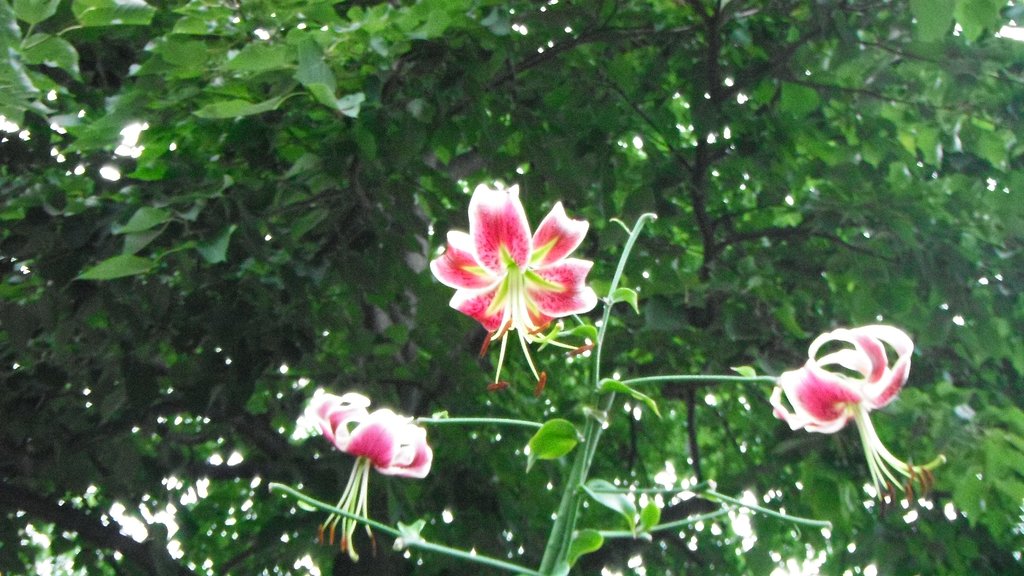 百合