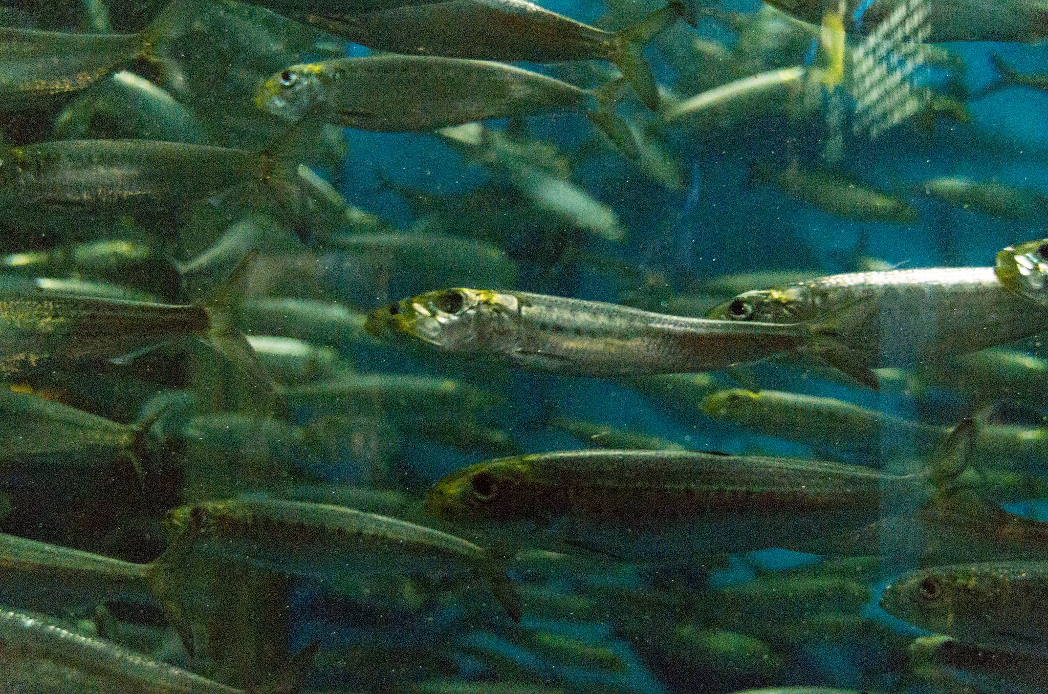 水族館