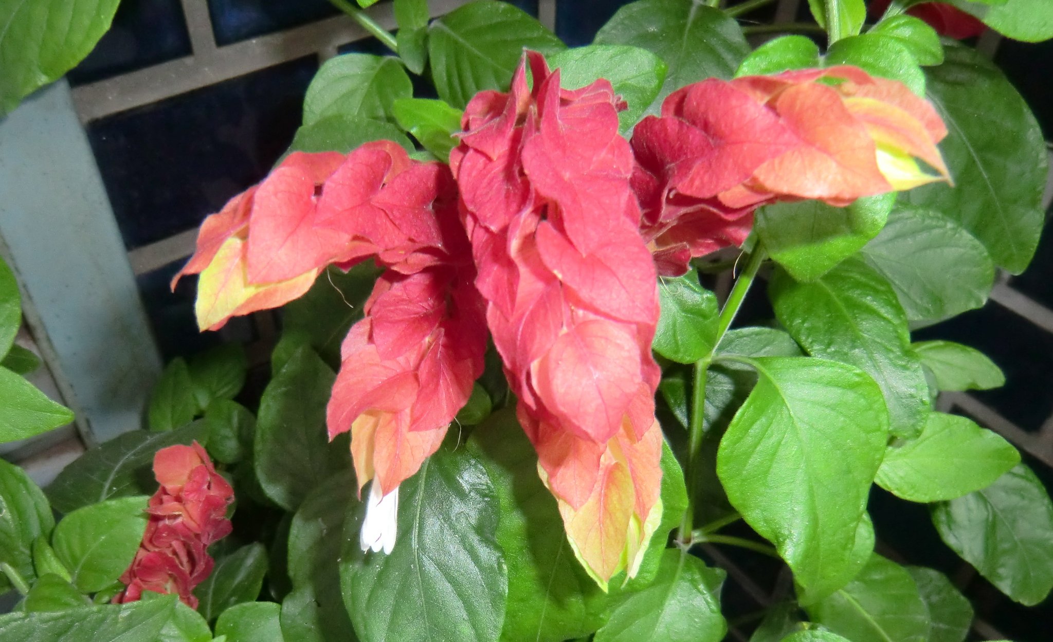 小海老草