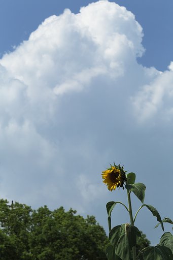 暑かった夏