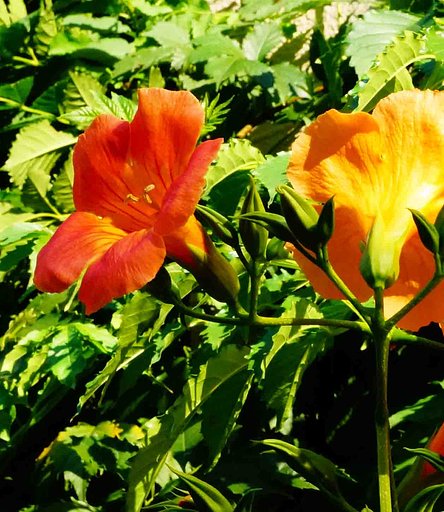 「ノウゼンカズラ」