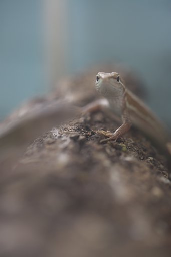 はいポーズ