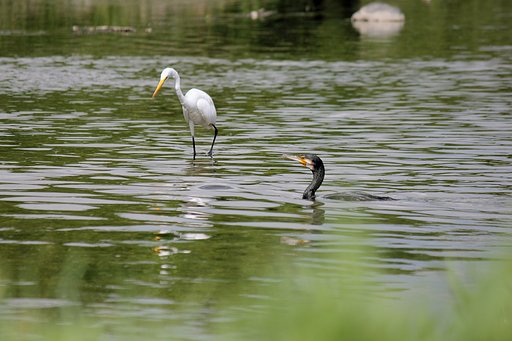 カワウとダイサギ
