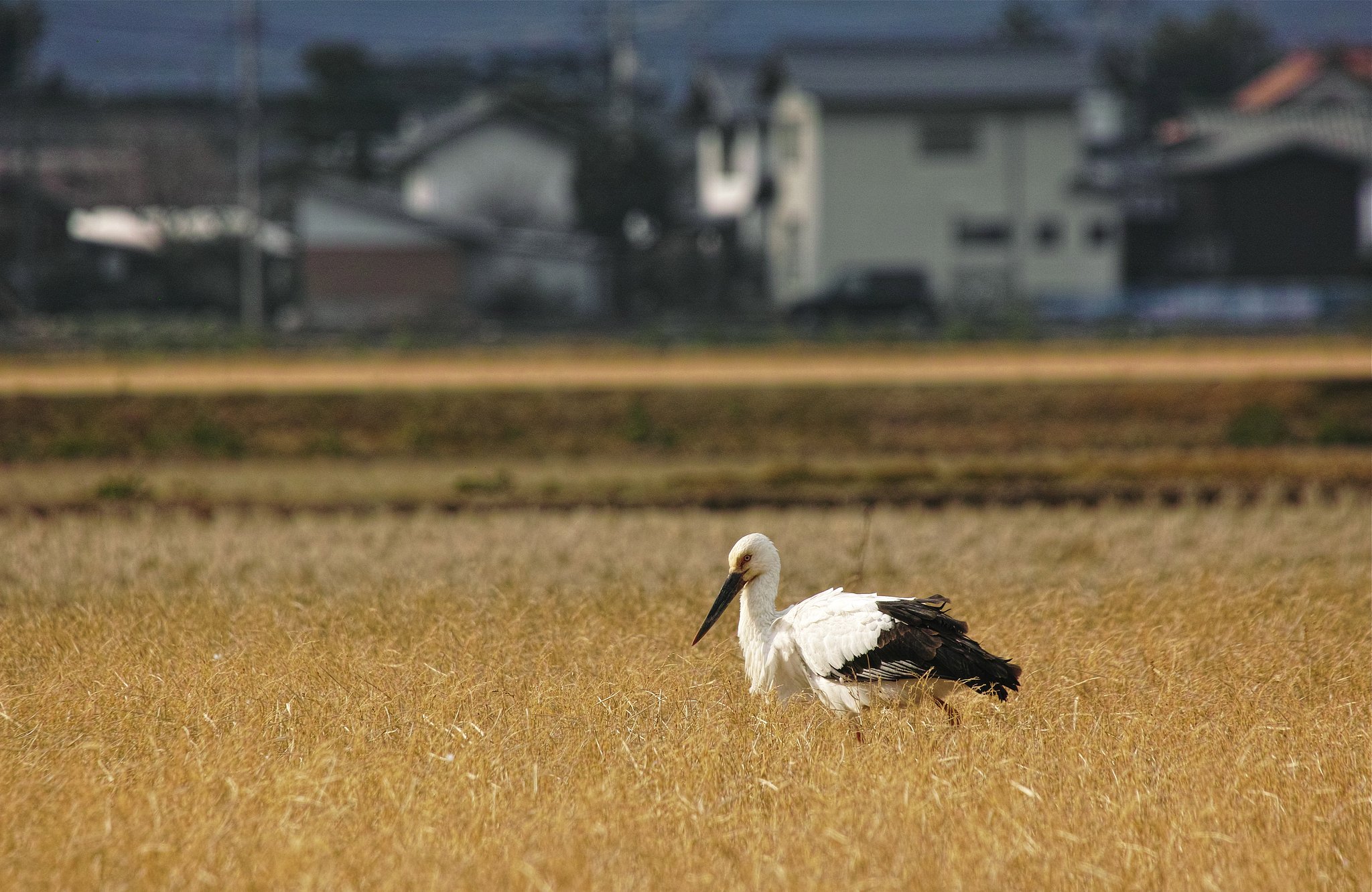 コウノトリ