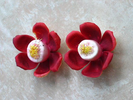 和菓子なの?