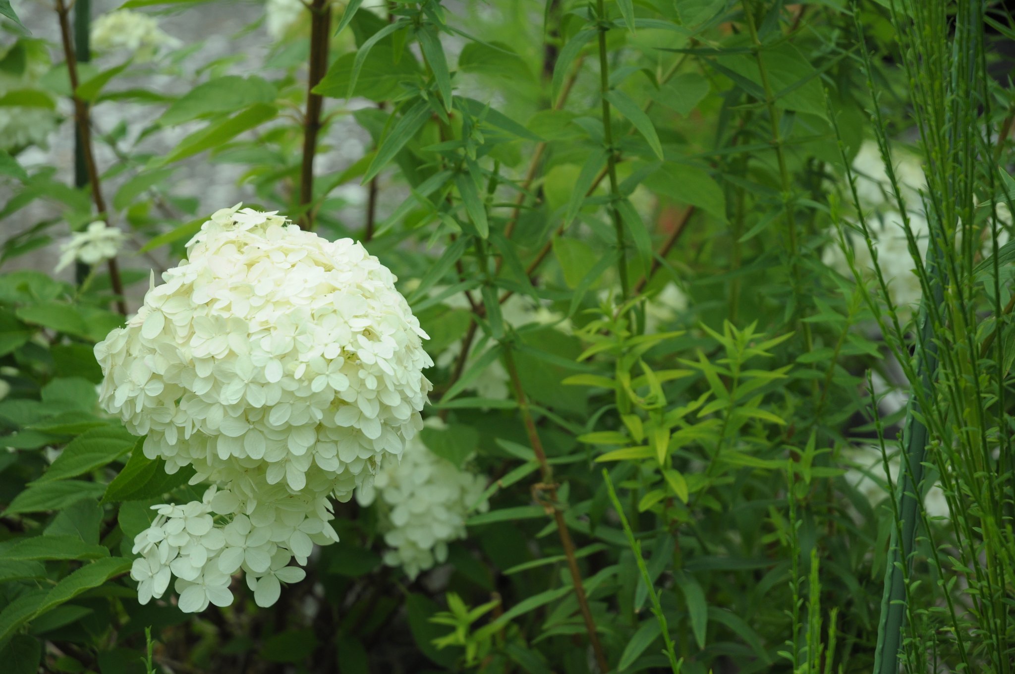 紫陽花