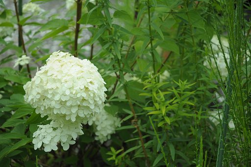 紫陽花